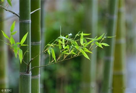 竹子種植|竹子种植方法及注意事项